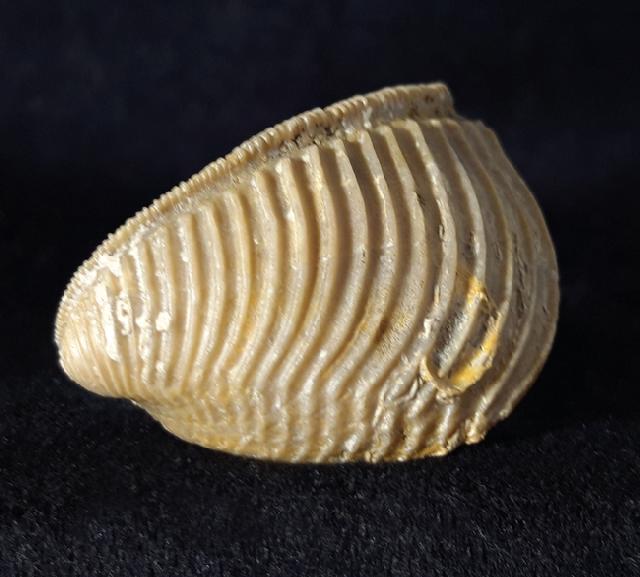 Trigonia elongata (SOWERBY 1823) - Bild © FossNet FossilienStore